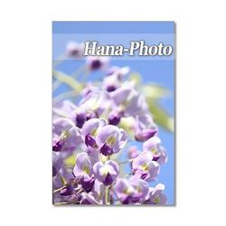 1348) 美しい藤の花　ポストカード5枚組 2枚目の画像