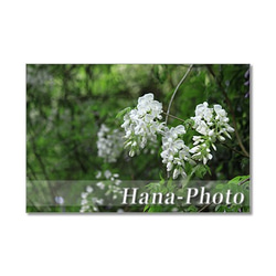1348) 美しい藤の花　ポストカード5枚組 3枚目の画像