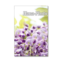 1348) 美しい藤の花　ポストカード5枚組 4枚目の画像