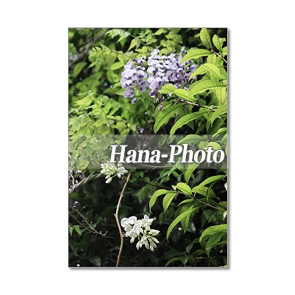 1348) 美しい藤の花　ポストカード5枚組 5枚目の画像