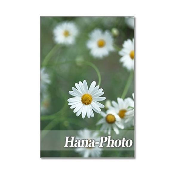 1349) 可憐な野の花たち　ポストカード5枚組 2枚目の画像