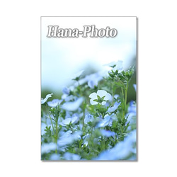 1351）花のある風景 1　ポストカード5枚組　（晴れやかブルー） 1枚目の画像