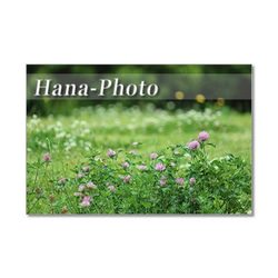 1351）花のある風景 1　ポストカード5枚組　（晴れやかブルー） 2枚目の画像