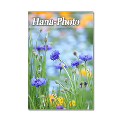 1351）花のある風景 1　ポストカード5枚組　（晴れやかブルー） 3枚目の画像
