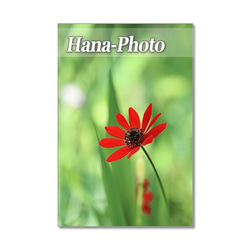 1351）花のある風景 1　ポストカード5枚組　（晴れやかブルー） 4枚目の画像