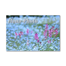 1351）花のある風景 1　ポストカード5枚組　（晴れやかブルー） 5枚目の画像