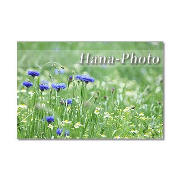 1352）花のある風景 2　ポストカード5枚組 1枚目の画像