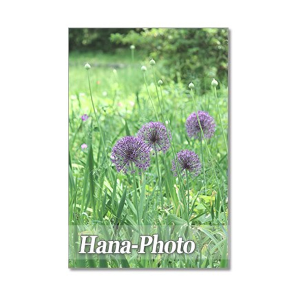 1352）花のある風景 2　ポストカード5枚組 3枚目の画像