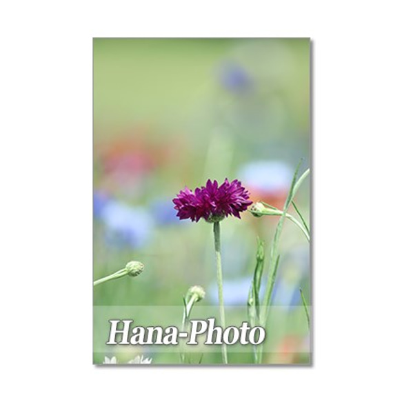 1352）花のある風景 2　ポストカード5枚組 4枚目の画像