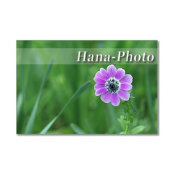 1352）花のある風景 2　ポストカード5枚組 5枚目の画像