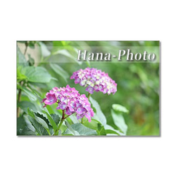 1360) 美しい紫陽花たち 　ポストカード5枚組 2枚目の画像