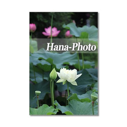 1363）艶やかなハスの花 　ポストカード5枚組 2枚目の画像
