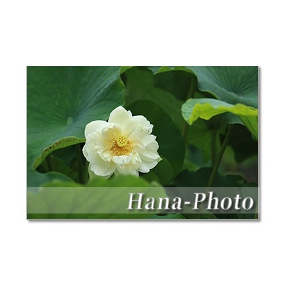 1363）艶やかなハスの花 　ポストカード5枚組 3枚目の画像