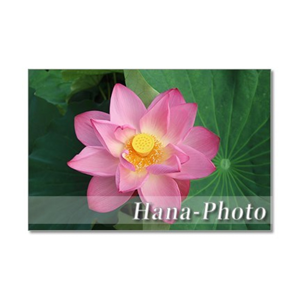 1363）艶やかなハスの花 　ポストカード5枚組 4枚目の画像