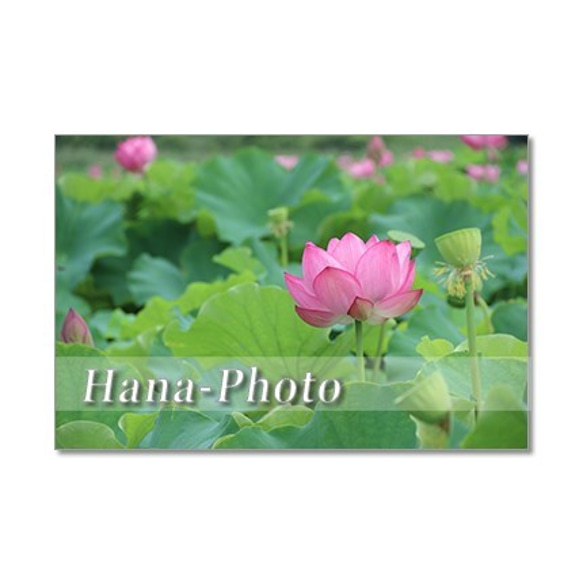 1363）艶やかなハスの花 　ポストカード5枚組 5枚目の画像