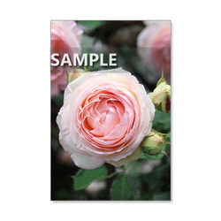 1019）ピンクのバラたち　　ポストカード5枚組 1枚目の画像