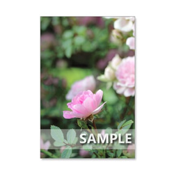 1019）ピンクのバラたち　　ポストカード5枚組 5枚目の画像