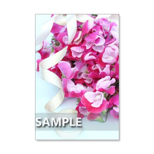 1042）春のキュートな花たち　　ポストカード5枚組 1枚目の画像