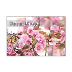 1392)　美しいハナミズキと八重桜  　ポストカード5枚組 2枚目の画像