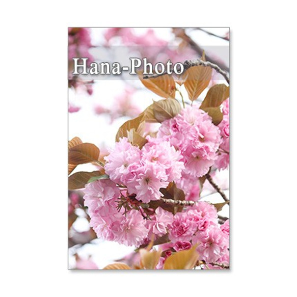 1392)　美しいハナミズキと八重桜  　ポストカード5枚組 4枚目の画像
