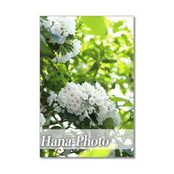 1398) パラソルのような、金平糖のような可愛い花　カルミア      ポストカード5枚組 5枚目の画像