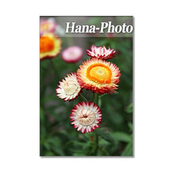 1400) 何の花？　ドライフラワーのヘリクリサム    ポストカード5枚組 4枚目の画像