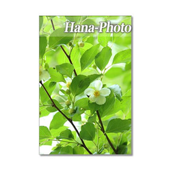1403) 美しいヒメシャラ    ポストカード5枚組 3枚目の画像