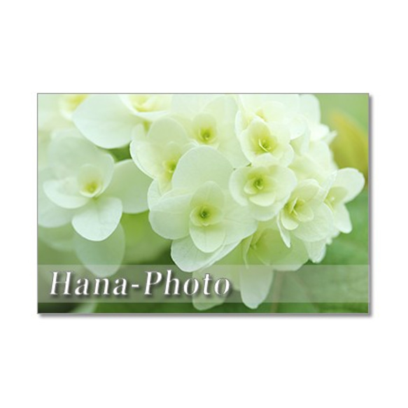 1407) 初夏の白い花  ヤマボウシ・柏葉あじさい・トベラ  ポストカード5枚組 2枚目の画像
