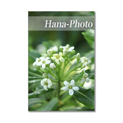 1407) 初夏の白い花  ヤマボウシ・柏葉あじさい・トベラ  ポストカード5枚組 3枚目の画像