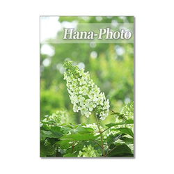 1407) 初夏の白い花  ヤマボウシ・柏葉あじさい・トベラ  ポストカード5枚組 4枚目の画像