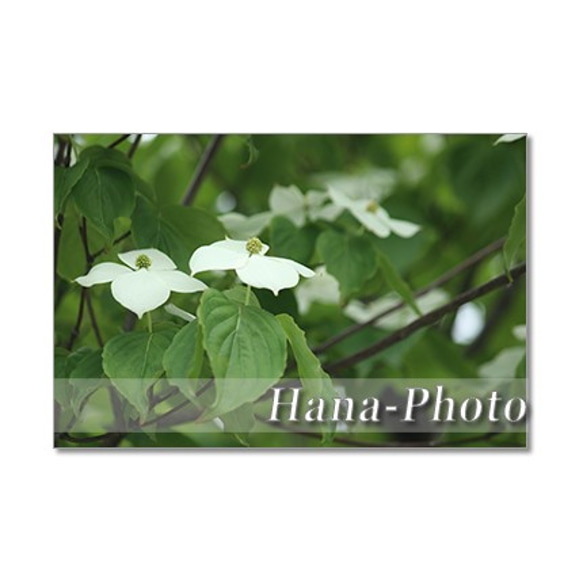 1407) 初夏の白い花  ヤマボウシ・柏葉あじさい・トベラ  ポストカード5枚組 5枚目の画像