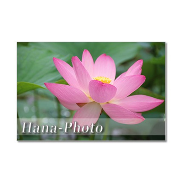 1412) 美しい蓮の花 1   ポストカード5枚組 1枚目の画像