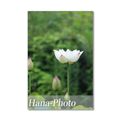 1412) 美しい蓮の花 1   ポストカード5枚組 2枚目の画像