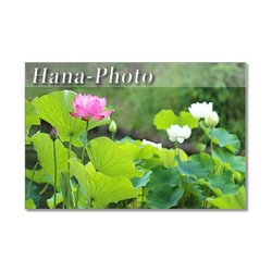 1413) 美しい蓮の花 2   ポストカード5枚組 4枚目の画像
