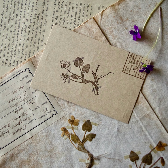 押し花のポストカード】アンティーク押し花 スミレ/95×148mm/活版印刷