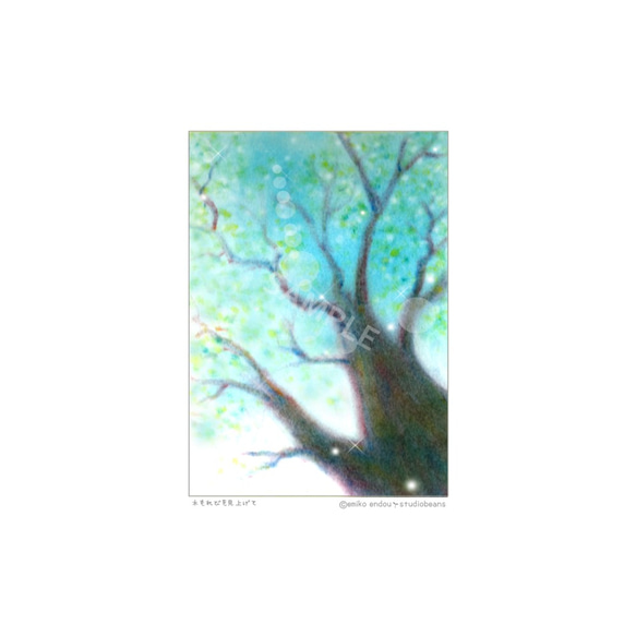 【選べるポストカード5枚セット】No.15 木もれびを見上げて 1枚目の画像