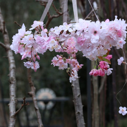 桜のフライングリース 4枚目の画像
