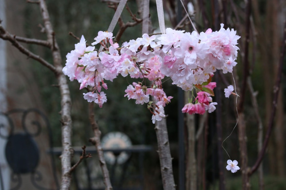 桜のフライングリース 4枚目の画像