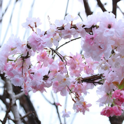 桜のフライングリース 5枚目の画像