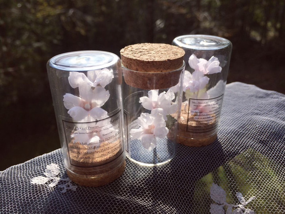 草木染した布花で作る「桜の標本」 1枚目の画像