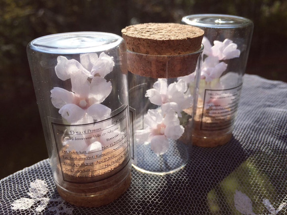 草木染した布花で作る「桜の標本」 4枚目の画像