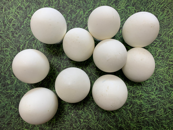 エッグアート用アヒル（合鴨）の卵 10個 その他素材 みや 通販 9722532