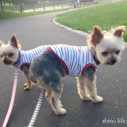 犬服★完成品【パイルトリコボーダー】 胴まわり38cm　 1枚目の画像