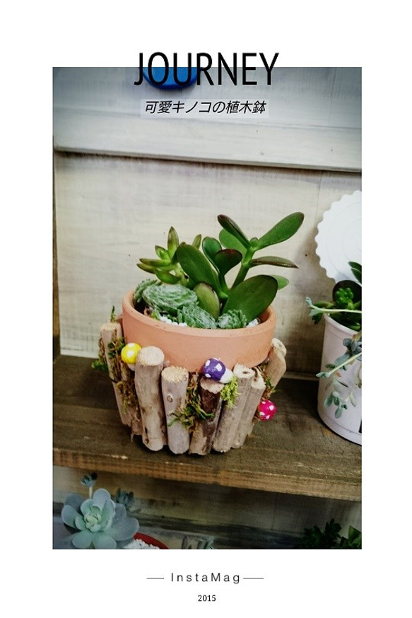 可愛いきのこの植木鉢 1枚目の画像