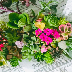 多肉植物おまかせカット苗詰め合わせ 1枚目の画像