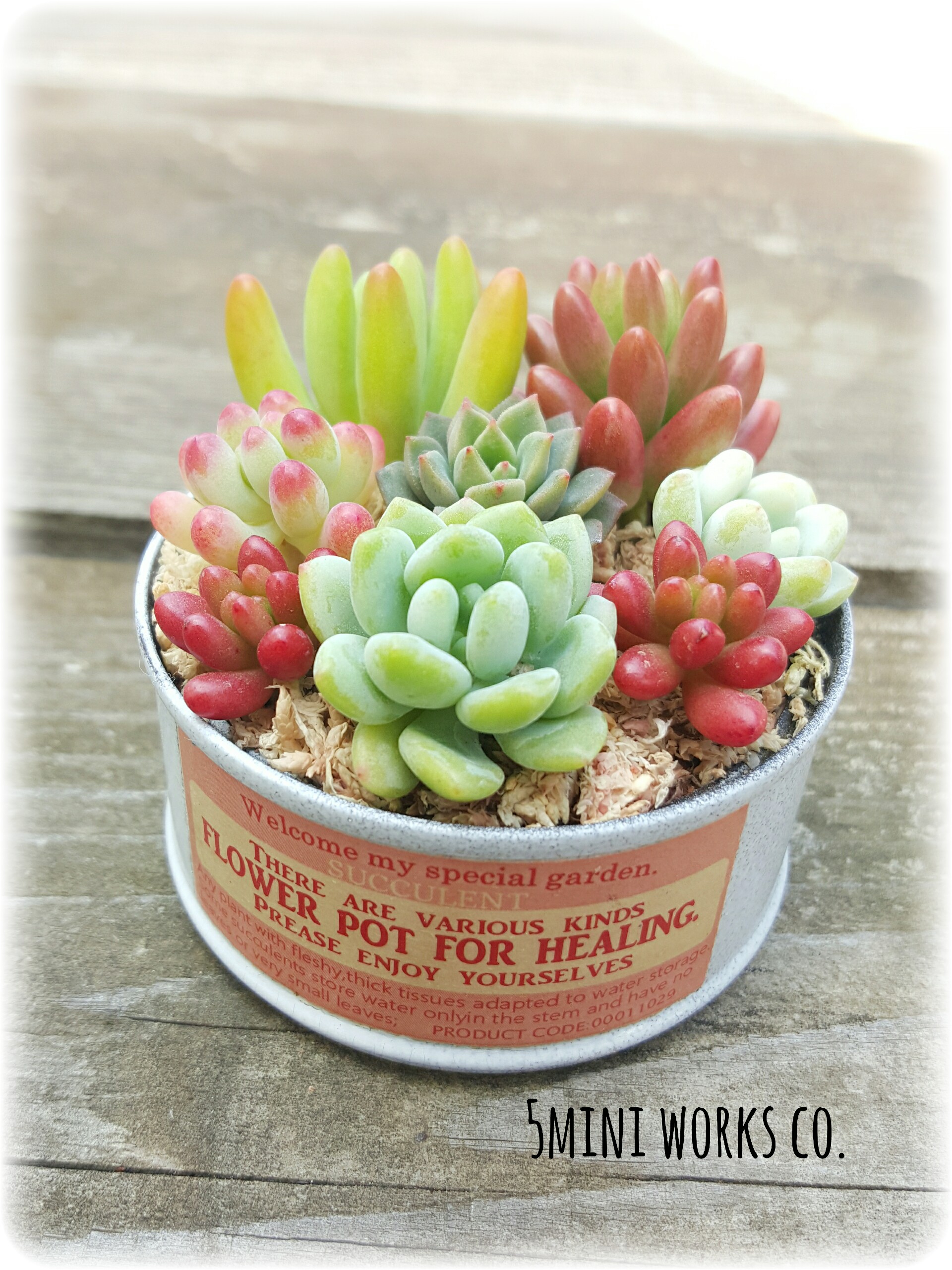 春色リメイク缶の多肉植物寄せ植え♪《さくら色》 その他インテリア