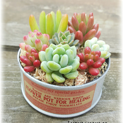 春色リメイク缶の多肉植物寄せ植え♪《さくら色》 その他インテリア