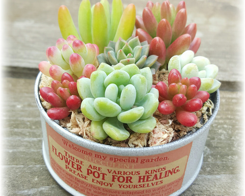 春色リメイク缶の多肉植物寄せ植え♪《さくら色》 その他インテリア