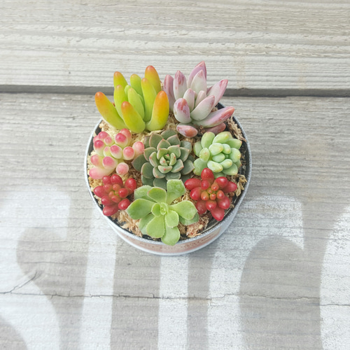 春色リメイク缶の多肉植物寄せ植え♪《さくら色》 その他インテリア
