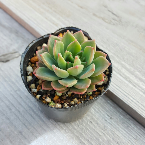 多肉植物エケベリア《グリーンエメラルド》 寄せ植えにも最適！ その他